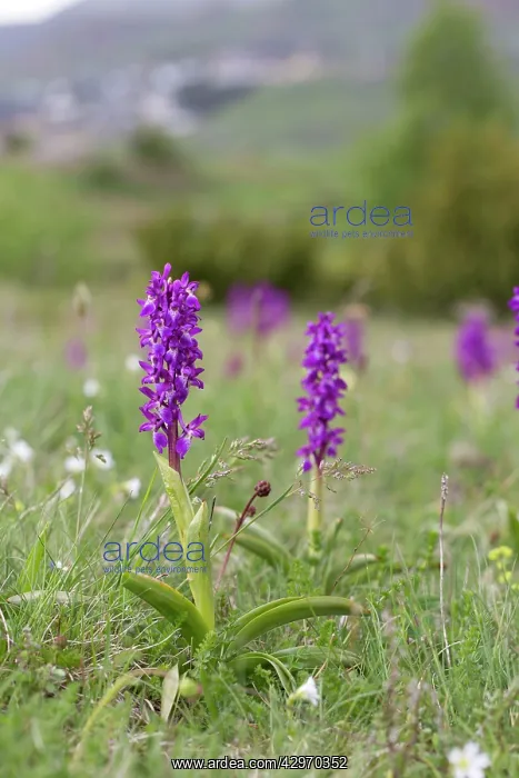 : Early Purple Orchids : Early Purple Orchids