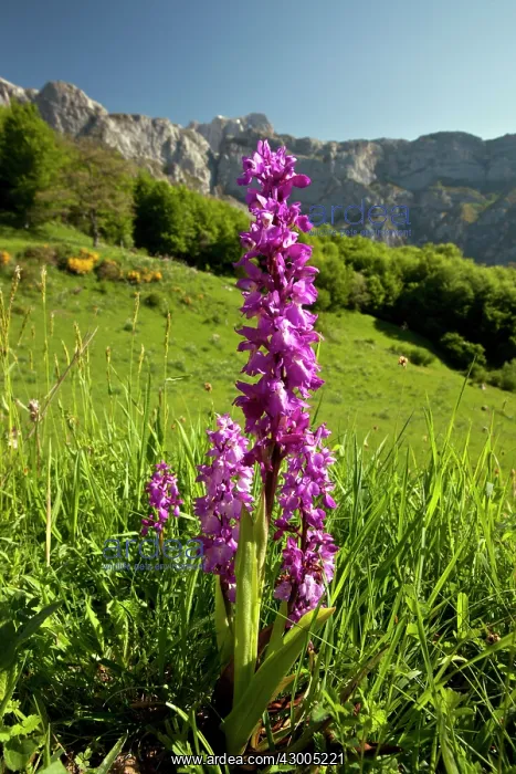 : Early Purple Orchids : Early Purple Orchids