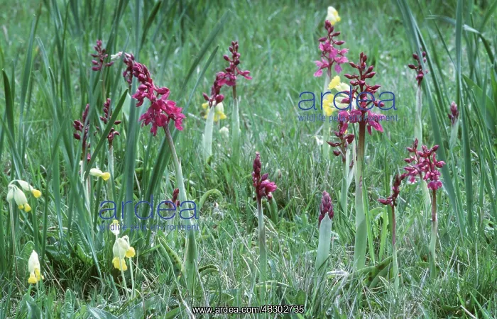 : EARLY PURPLE ORCHIDS - and Cowslips and Van Syon Narcissus : EARLY PURPLE ORCHIDS - and Cowslips and Van Syon Narcissus