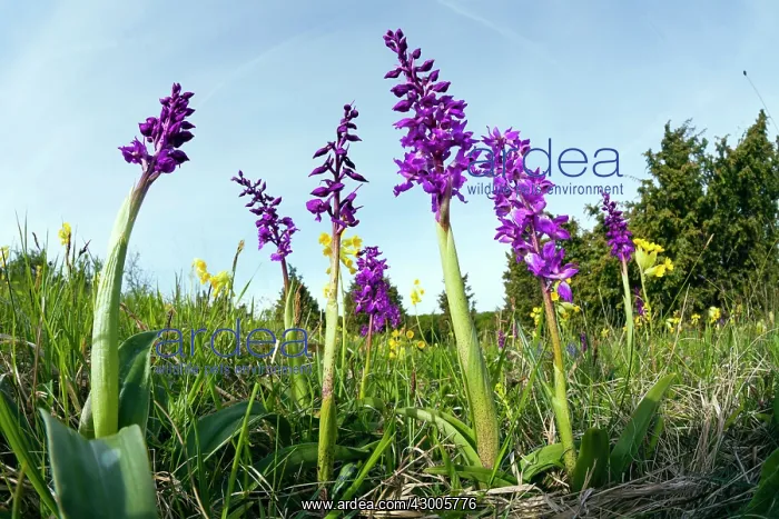 : Early Purple Orchids, growing on meadow in nature : Early Purple Orchids, growing on meadow in nature