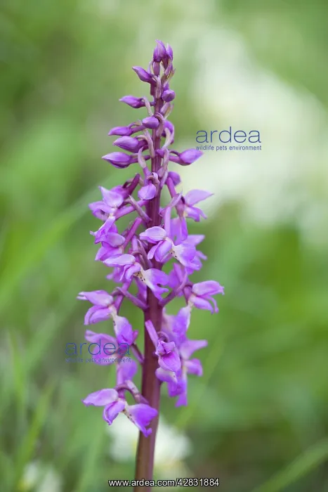  : Early Purple Orchids - growing on a Norfolk roadside verge
