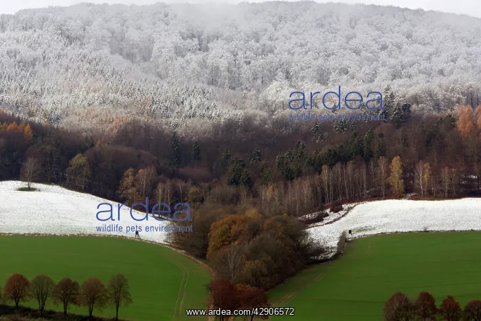 : Early Snowfall - showing snow line on trees : Early Snowfall - showing snow line on trees
