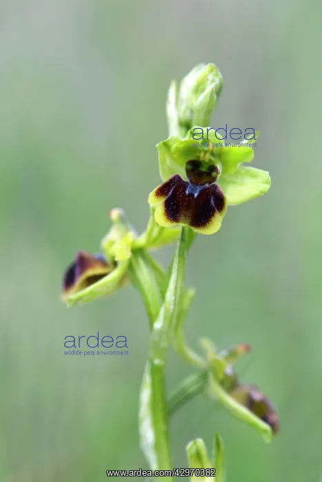 : Early Spider Orchid : Early Spider Orchid
