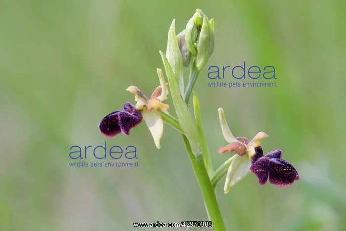 : Early Spider Orchid : Early Spider Orchid