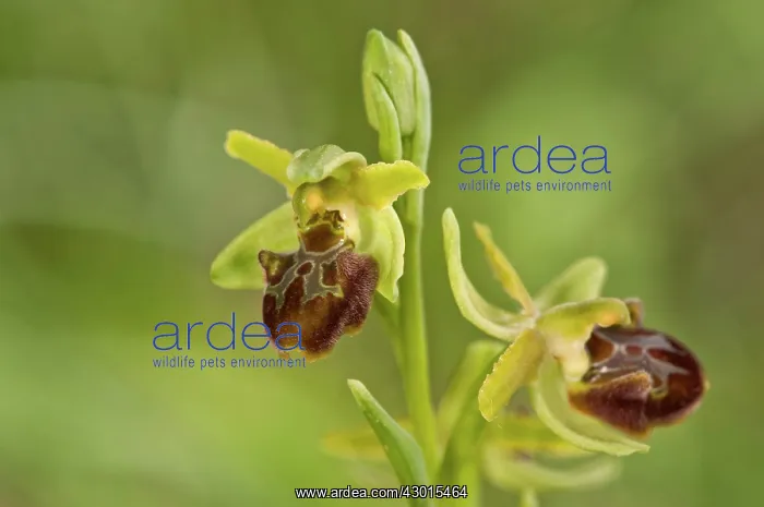 : Early Spider Orchid : Early Spider Orchid