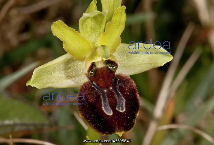 : Early Spider-orchid - in flower on limestone grassland : Early Spider-orchid - in flower on limestone grassland