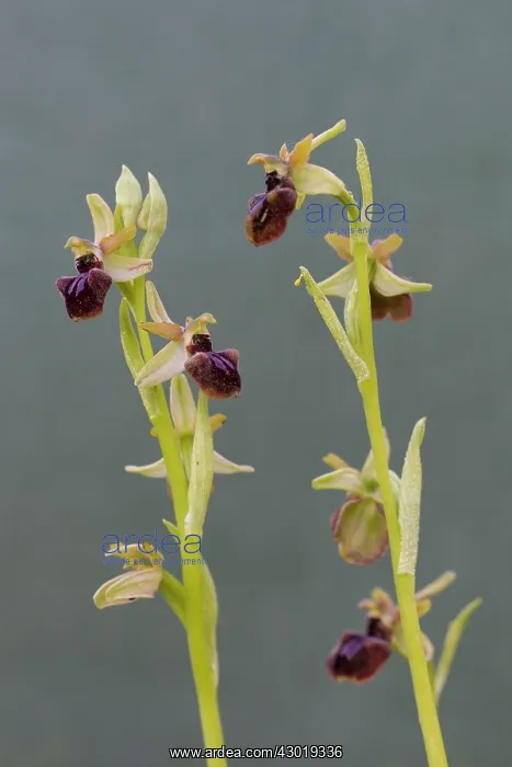  : Early Spider Orchid flowering stalk