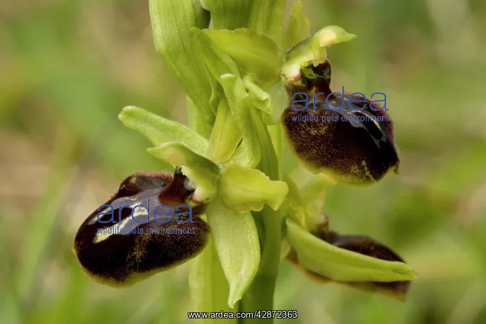 : Early spider orchid, growing on the Dorset coast : Early spider orchid, growing on the Dorset coast