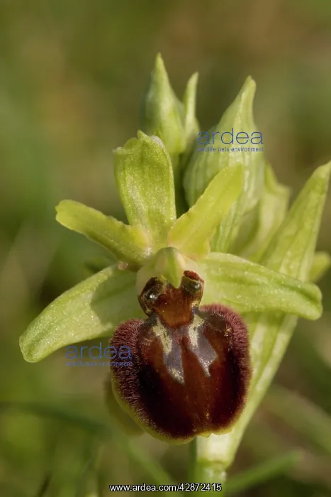  : Early spider orchid, growing on the Dorset coast