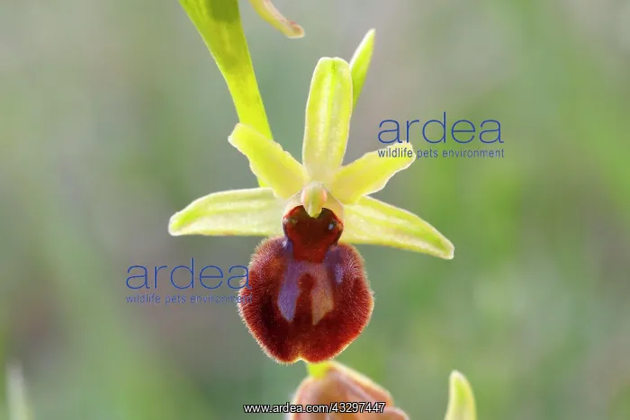 : Early spider orchid (Ophrys sphegodes), flower : Early spider orchid (Ophrys sphegodes), flower