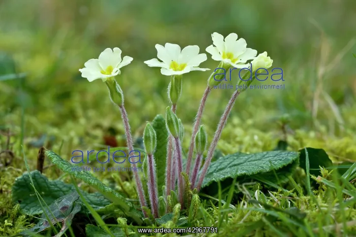 : Early spring Primroses - flowering in March : Early spring Primroses - flowering in March