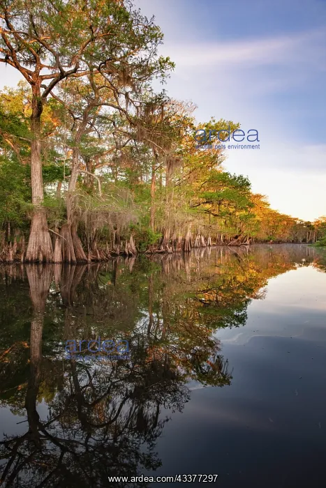 : Early spring view of cypress trees reflecting on : Early spring view of cypress trees reflecting on