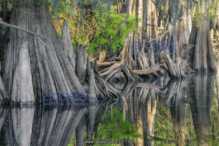 : Early spring view of cypress trees reflecting on : Early spring view of cypress trees reflecting on