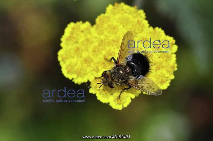 : Early Tachinid Fly : Early Tachinid Fly