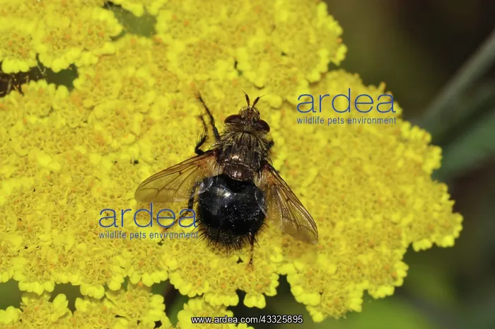 : Early Tachinid Fly : Early Tachinid Fly