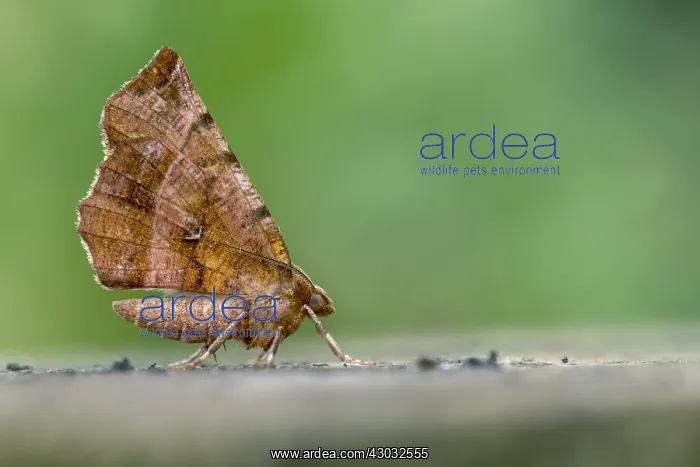 : Early Thorn Moth - Second Generation - Cornwall - UK : Early Thorn Moth - Second Generation - Cornwall - UK