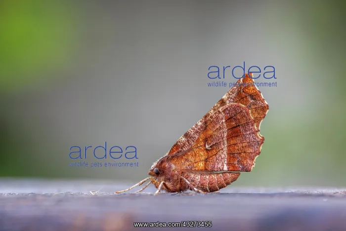 : Early Thorn Moth - UK : Early Thorn Moth - UK
