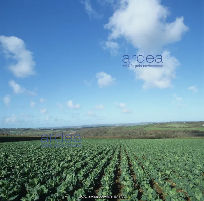 : Early UK crop of spring greens : Early UK crop of spring greens