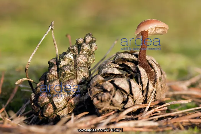 : Earpick Fungus : Earpick Fungus