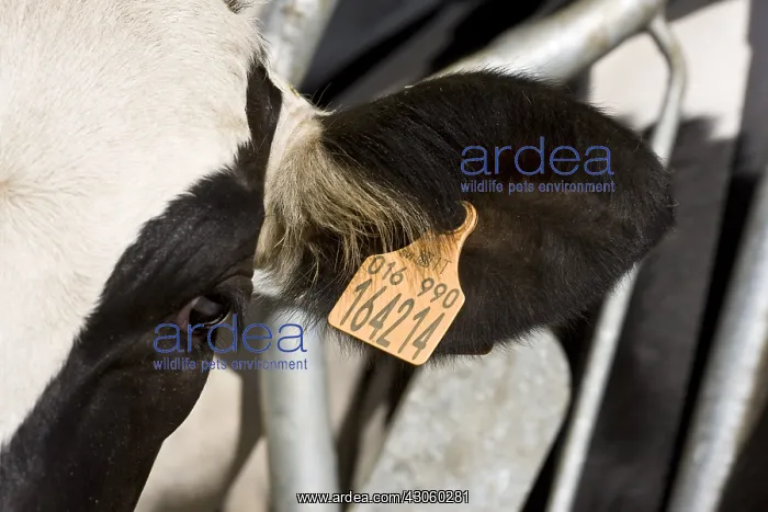 : Earring of a Holstein cow in a feeding stall Italy : Earring of a Holstein cow in a feeding stall Italy