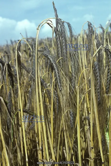 : Ears of black barley, Ethiopian variety : Ears of black barley, Ethiopian variety