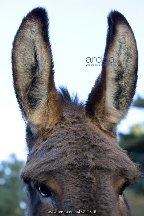 : Ears of domestic ass Brittany France : Ears of domestic ass Brittany France