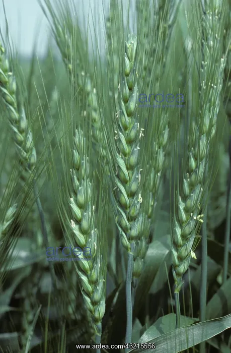 : Ears of durum wheat in flower : Ears of durum wheat in flower