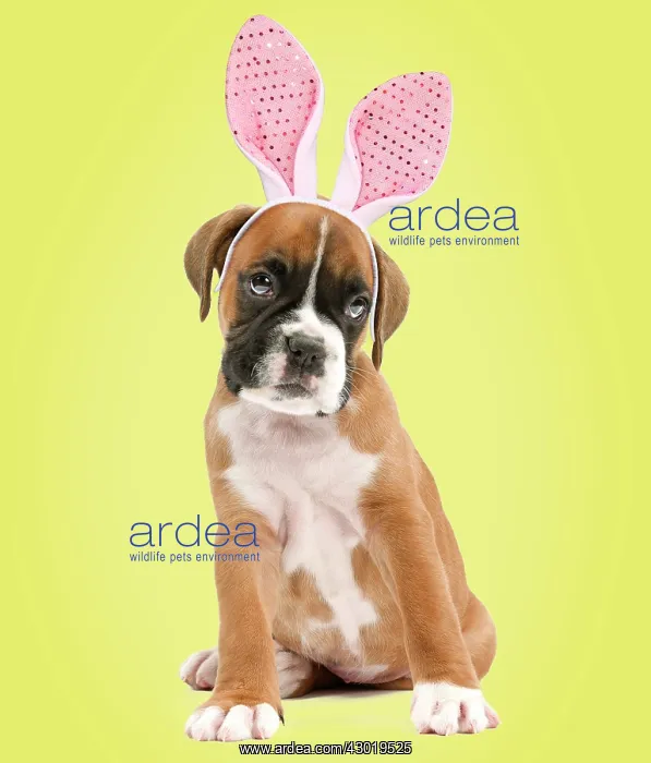 : Dog Boxer puppy wearing Easter Bunny ears Digital Manipulation: Ears PAB : Dog Boxer puppy wearing Easter Bunny ears Digital Manipulation: Ears PAB