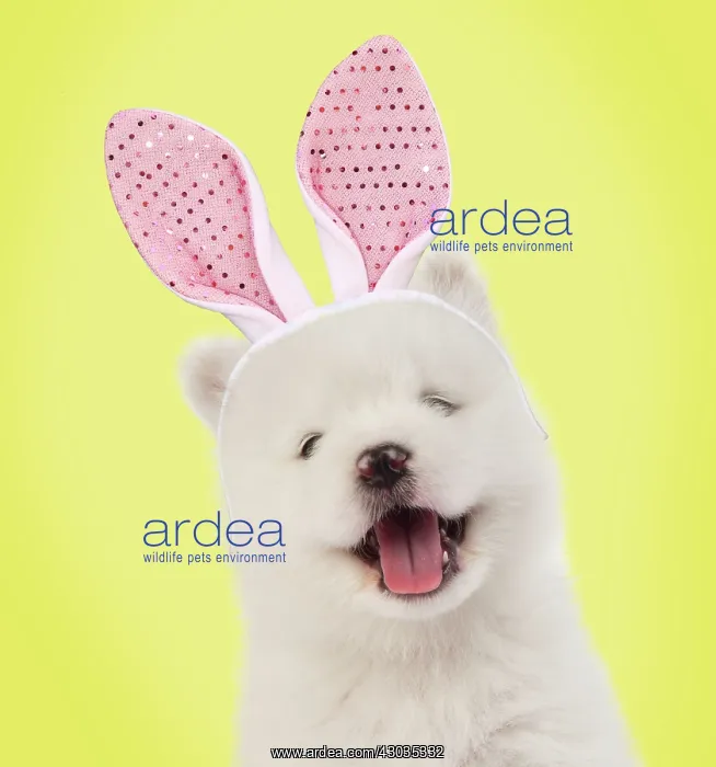 : DOG - Samoyed puppy 5 weeks old wearing Easter bunny ears Digital Manipulation: Ears PAB : DOG - Samoyed puppy 5 weeks old wearing Easter bunny ears Digital Manipulation: Ears PAB