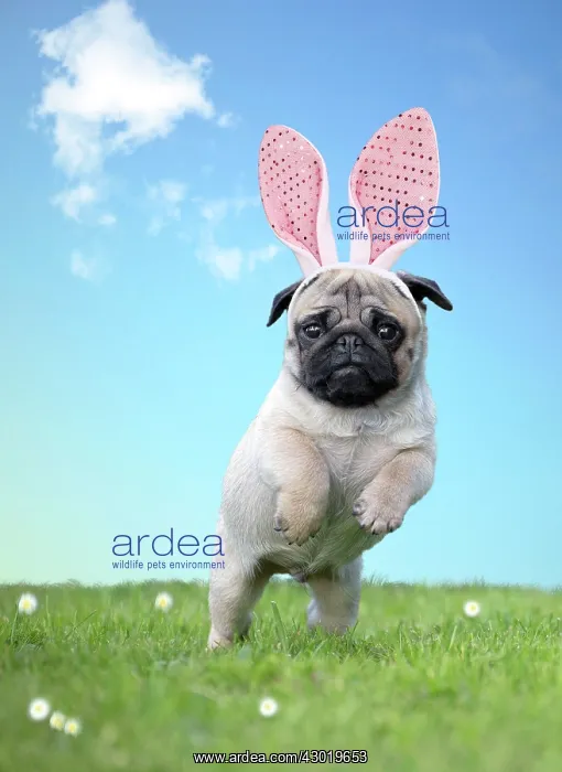 : Dog Pug puppy with rabbit / bunny ears hopping in spring Digital Manipulation : Dog Pug puppy with rabbit / bunny ears hopping in spring Digital Manipulation