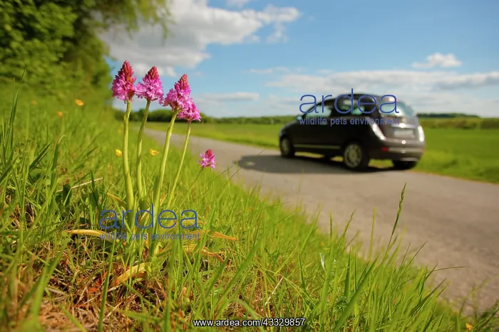 : Ears of Pyramidal Orchid flowers (Anacamptis pyramidalis) : Ears of Pyramidal Orchid flowers (Anacamptis pyramidalis)