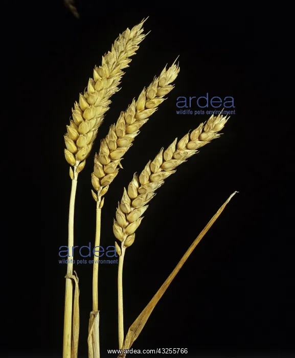 : Ears of ripe wheat : Ears of ripe wheat