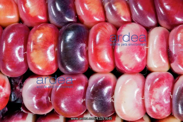: Two ears of Vadito Blue corn (Zea mays) : Two ears of Vadito Blue corn (Zea mays)
