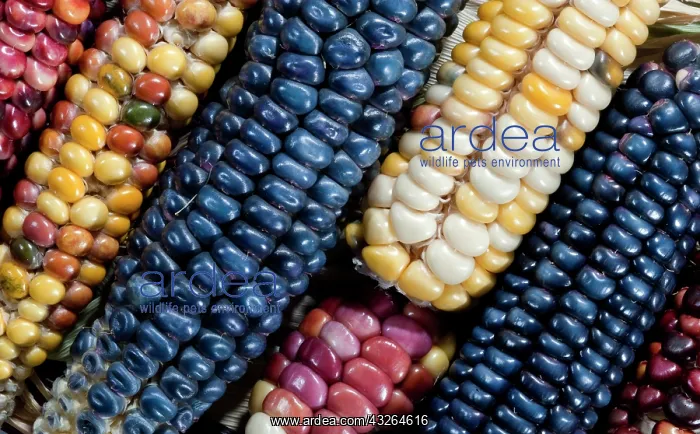 : Two ears of Vadito Blue corn (Zea mays) : Two ears of Vadito Blue corn (Zea mays)