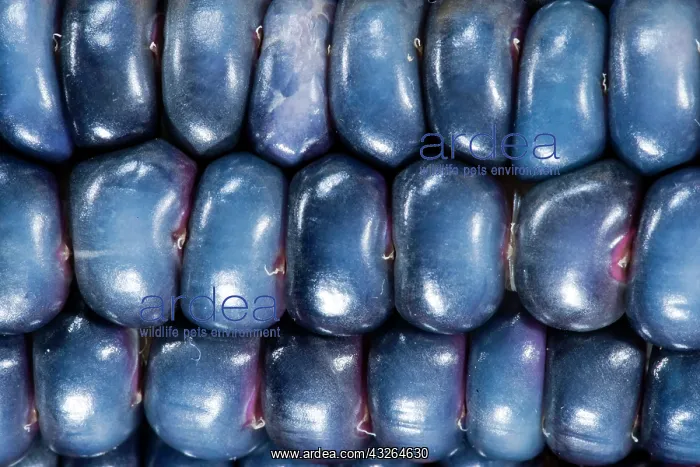 : Two ears of Vadito Blue corn (Zea mays) : Two ears of Vadito Blue corn (Zea mays)