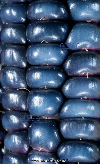 : Two ears of Vadito Blue corn (Zea mays) : Two ears of Vadito Blue corn (Zea mays)