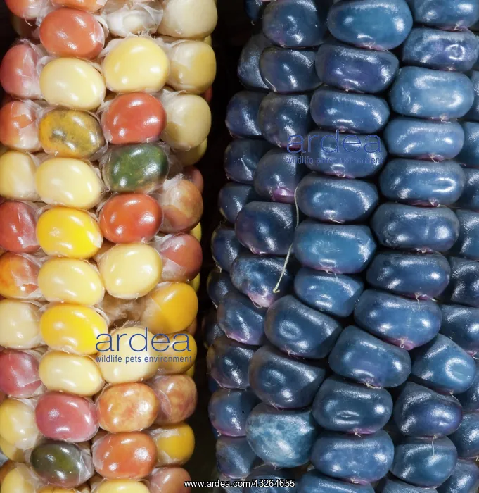 : Two ears of Vadito Blue corn (Zea mays) : Two ears of Vadito Blue corn (Zea mays)