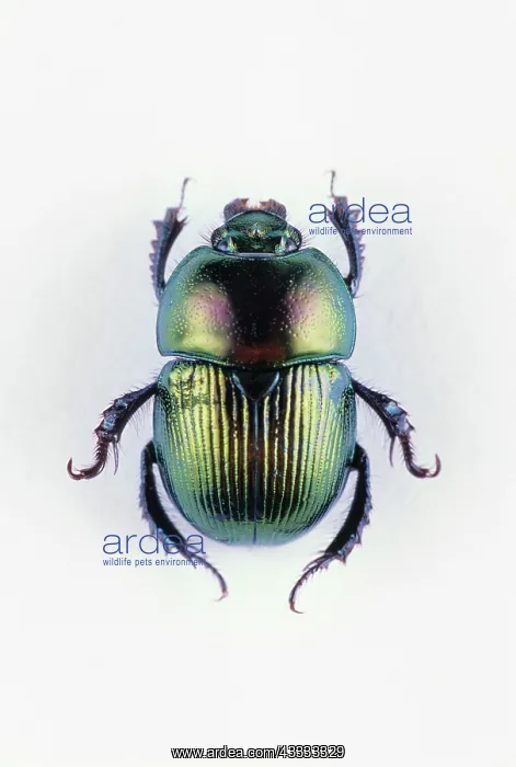 : Earth-boring Dung Beetle : Earth-boring Dung Beetle