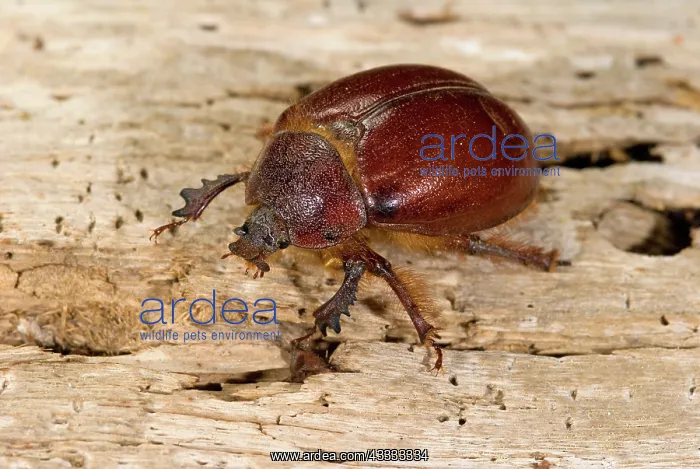 : Earth-Boring Dung Beetle : Earth-Boring Dung Beetle