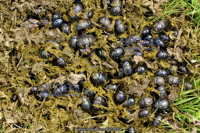 : Earth-boring Dung Beetle (Geotrupes sp.) several : Earth-boring Dung Beetle (Geotrupes sp.) several
