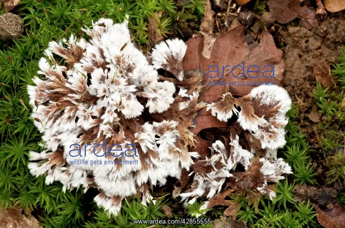 : An Earth Fan - on moss - in old woodland : An Earth Fan - on moss - in old woodland