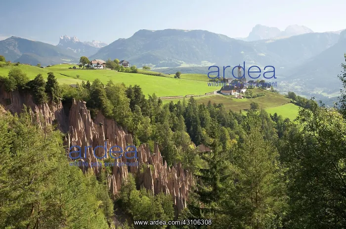 : Earth pyramids on the Ritten, Dolomites, South Tyrol : Earth pyramids on the Ritten, Dolomites, South Tyrol