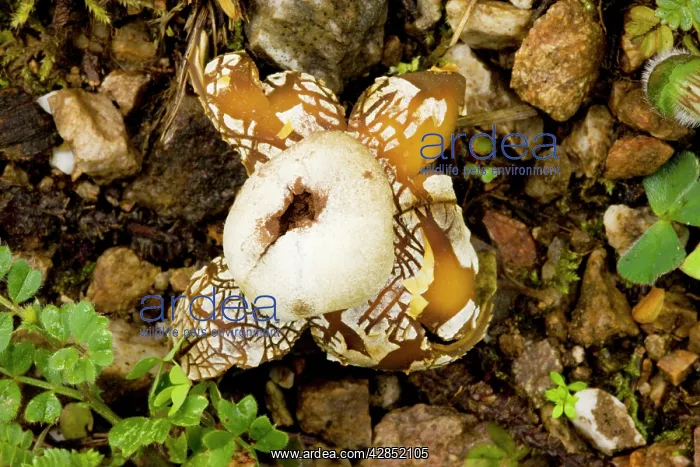 : An Earth-star : An Earth-star