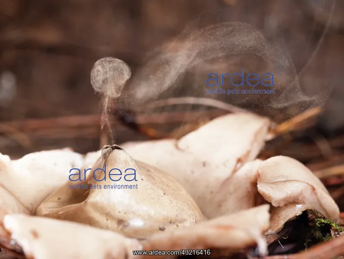 : Earth star fungus (Geastrum fimbriatum) expelling : Earth star fungus (Geastrum fimbriatum) expelling