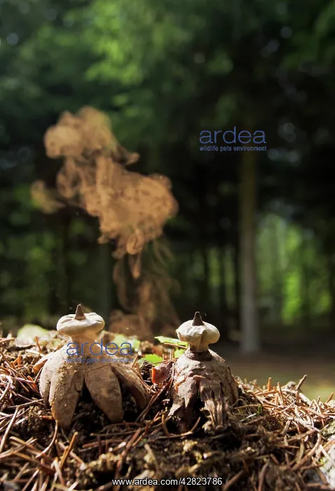 : Earth Star - shedding spores : Earth Star - shedding spores