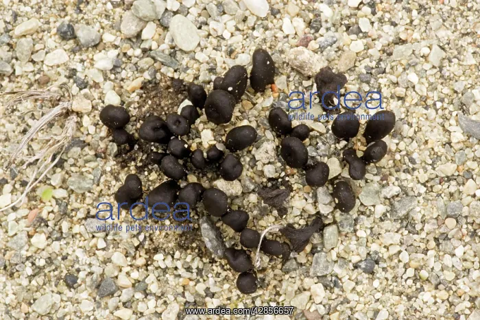 : An earth tongue fungus on dunes : An earth tongue fungus on dunes