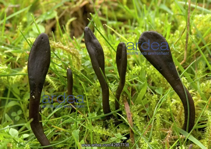 : Earth tongues, showing tongue-like spindle, in old grassland : Earth tongues, showing tongue-like spindle, in old grassland