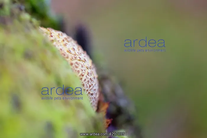 : Earthball - Autumn : Earthball - Autumn