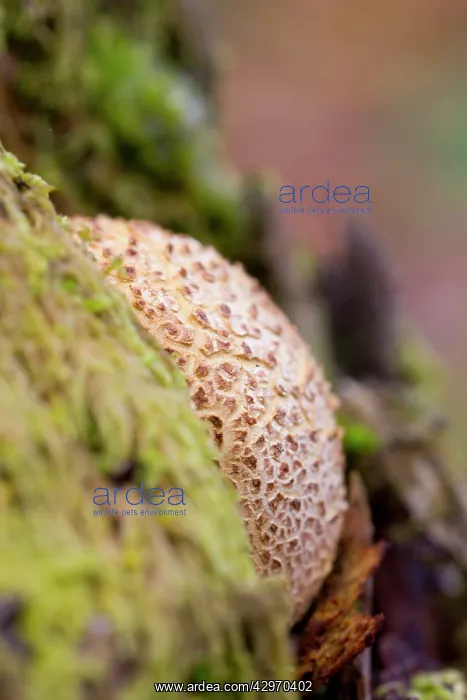 : Earthball - Autumn : Earthball - Autumn