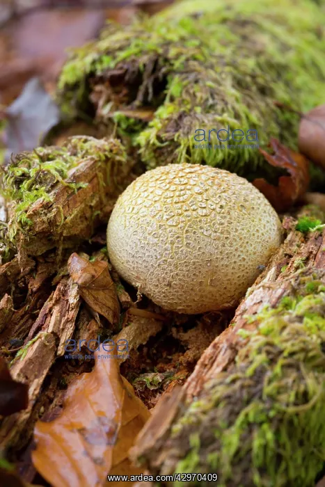 : Earthball - Autumn : Earthball - Autumn